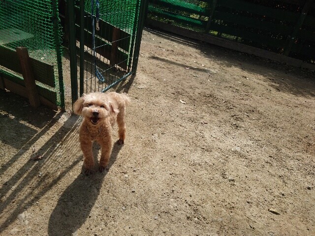 老犬ホーム大阪