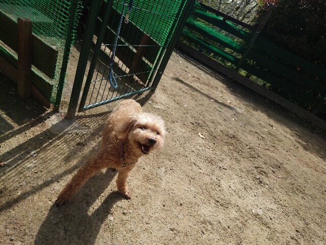 老犬ホームあん