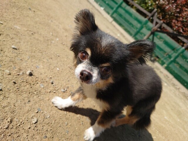 老犬ホームあん