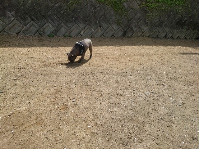 老犬ホームあん