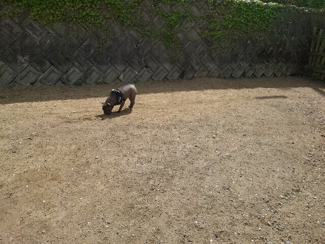 京都のドッグラン