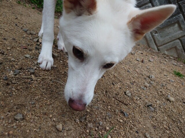 京都の老犬ホーム