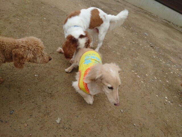 大阪の老犬ホーム