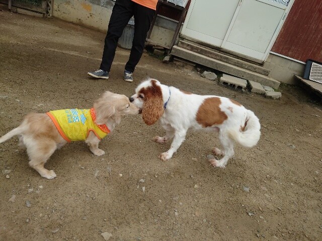 老犬ホームあん