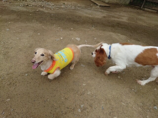 京都の老犬ホーム