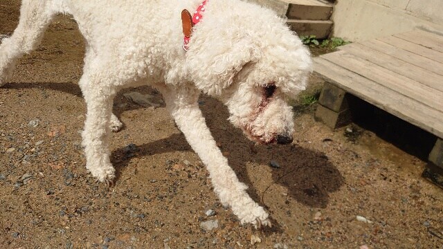京都の老犬ホーム