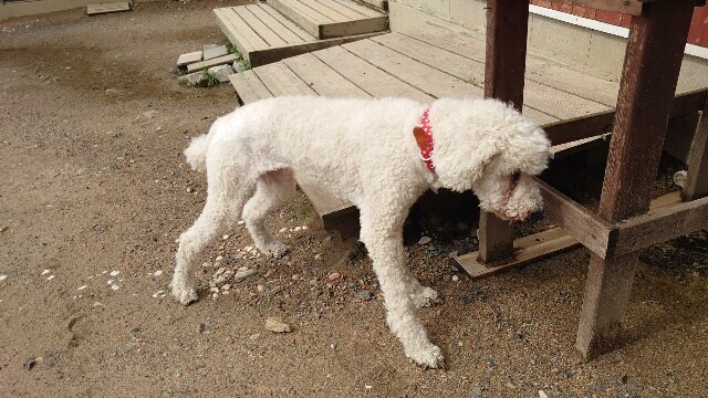 京都の老犬ホーム