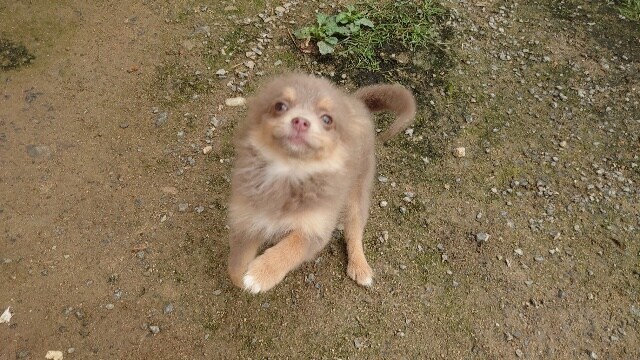 ドッグホテル京都