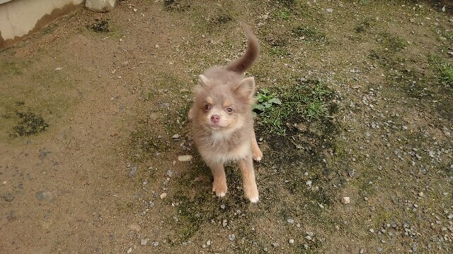 老犬ホーム大阪