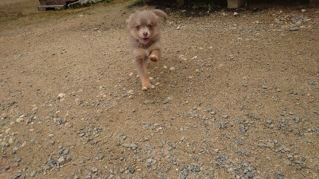 京都の老犬ホーム
