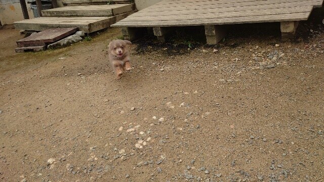 老犬ホームあん