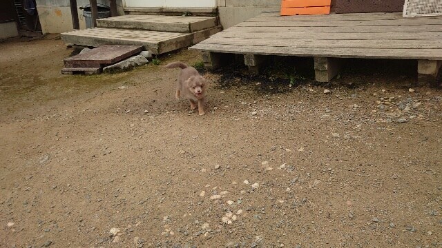 大阪の老犬ホーム