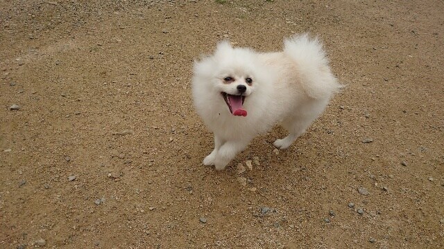 ドッグホテル京都