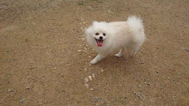 老犬ホーム大阪
