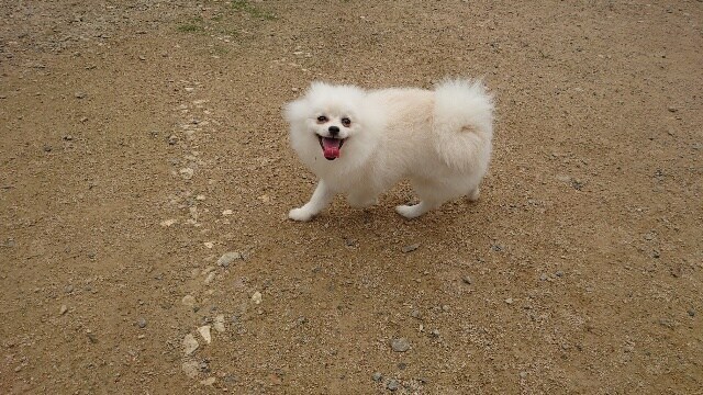 京都の老犬ホーム