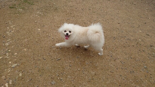 老犬ホームあん