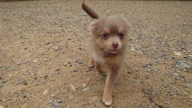 大阪の老犬ホーム