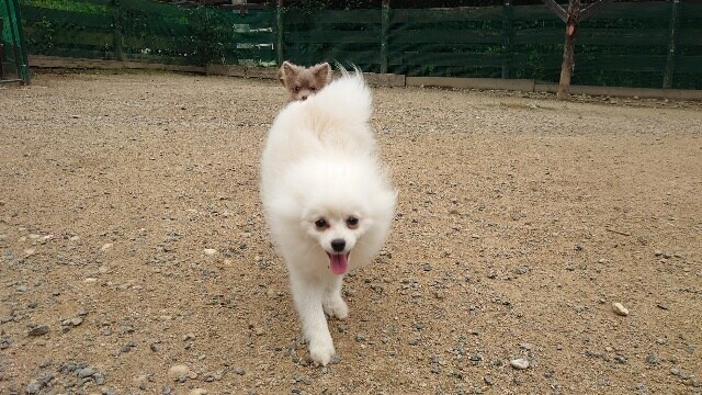 老犬ホームあん