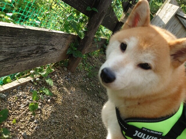 老犬ホーム大阪