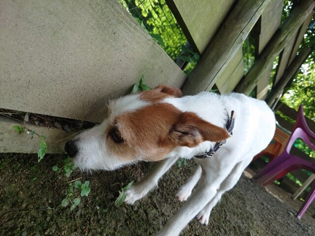 大阪の老犬ホーム