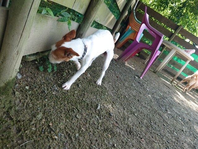 ドッグホテル京都