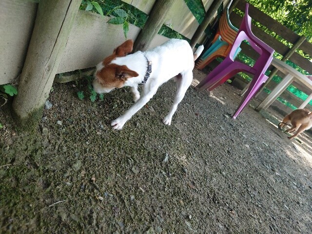 京都の老犬ホーム