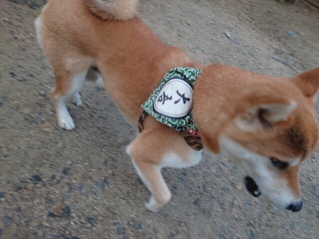 京都の老犬ホーム