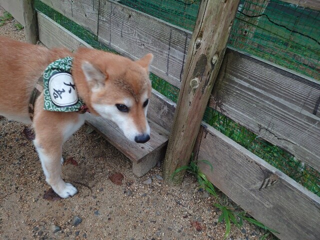 老犬ホームあん