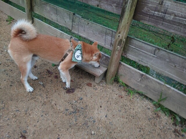 老犬
