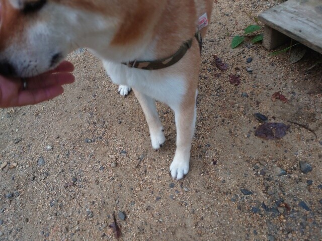 老犬ホームあん