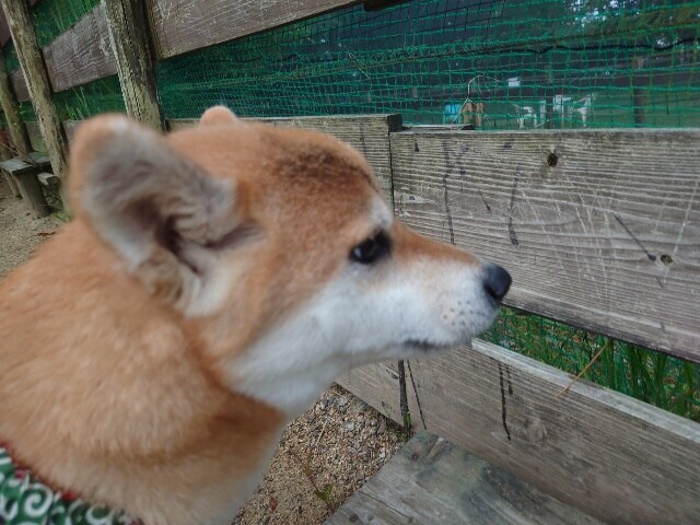 老犬ホーム大阪