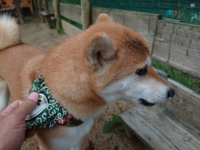 ドッグホテル京都