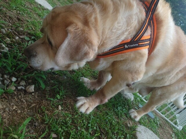 老犬ホーム大阪