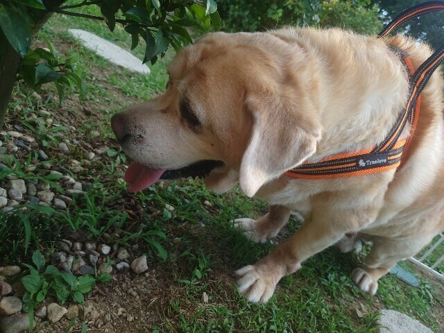 ドッグホテル京都