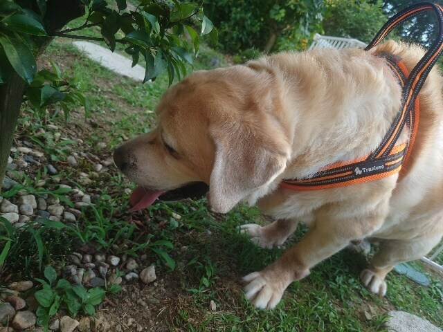 老犬ホーム大阪