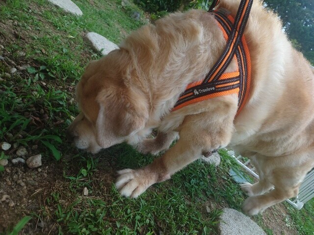 老犬ホームあん