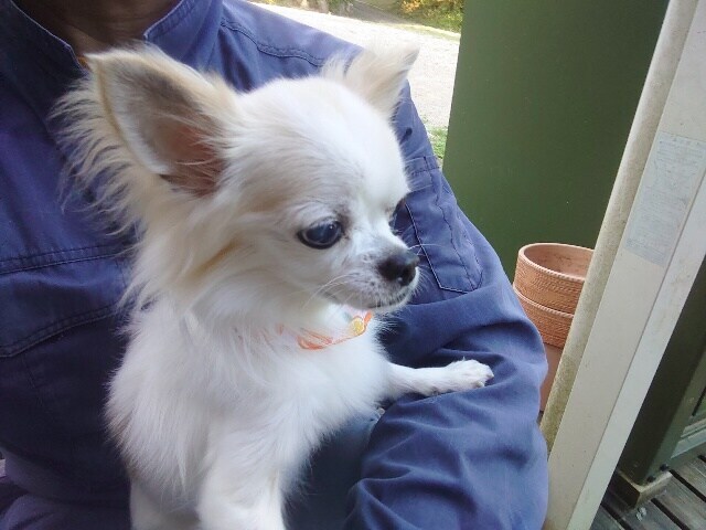 ドッグホテル京都