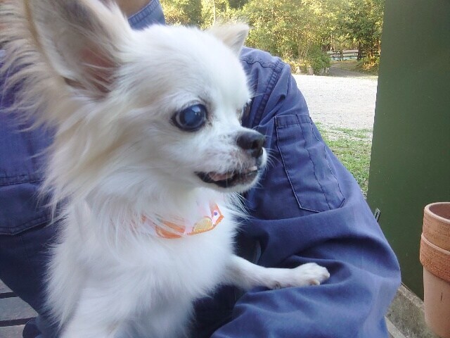 老犬ホーム大阪