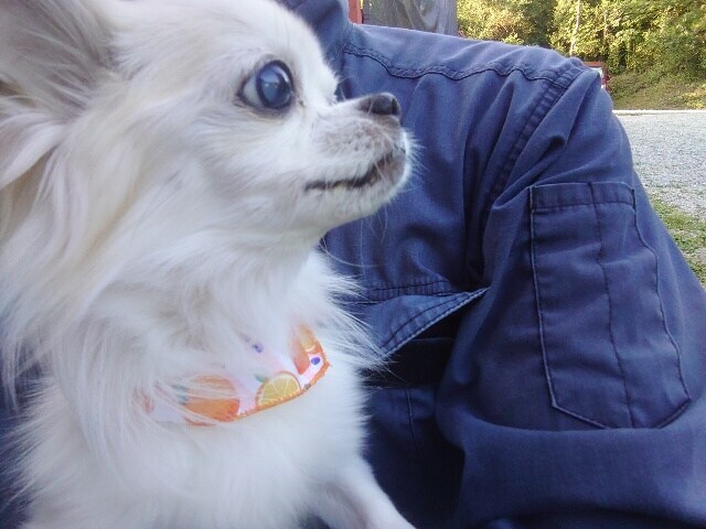 老犬ホームあん