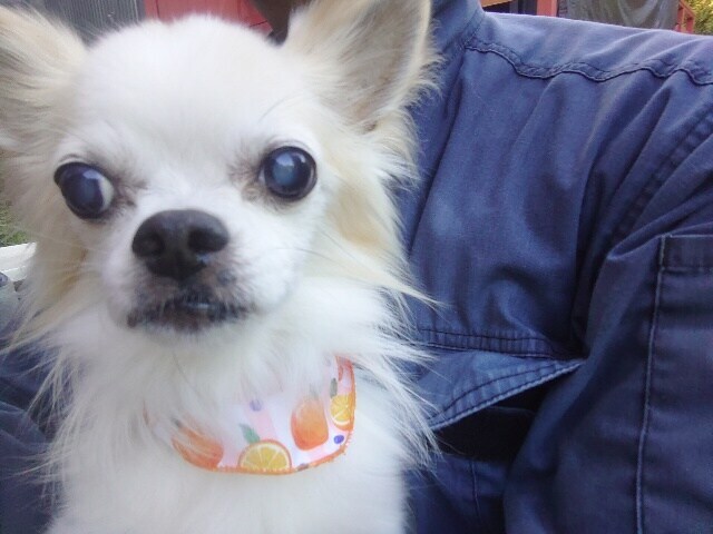 ドッグホテル京都