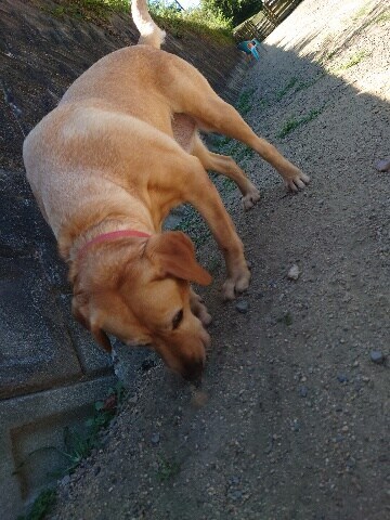 老犬ホーム大阪