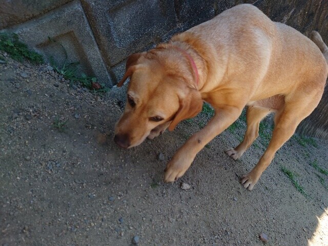 ドッグホテル京都