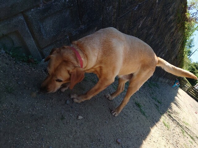 老犬ホーム大阪
