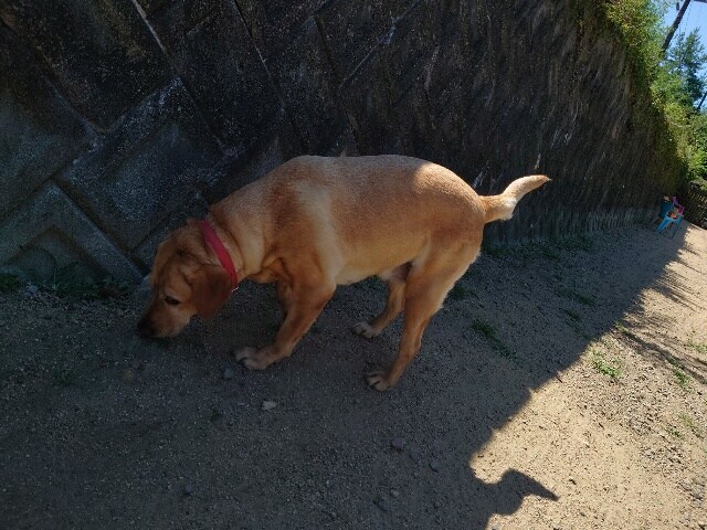 老犬ホームあん