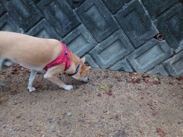 老犬ホーム大阪