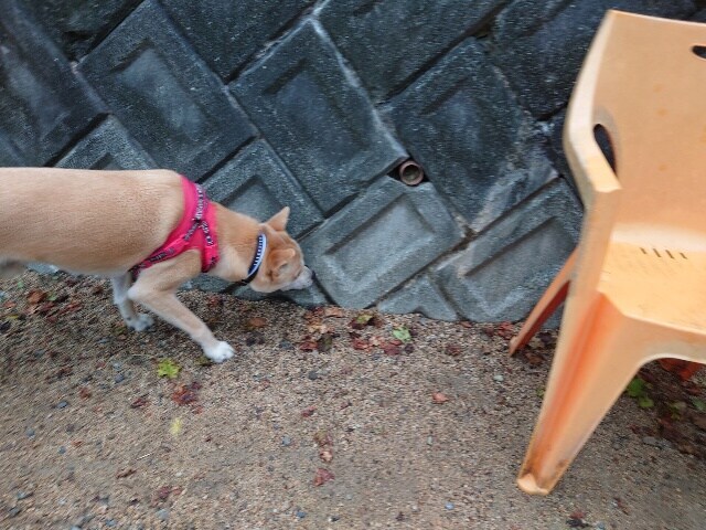老犬ホームあん