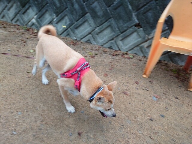 老犬