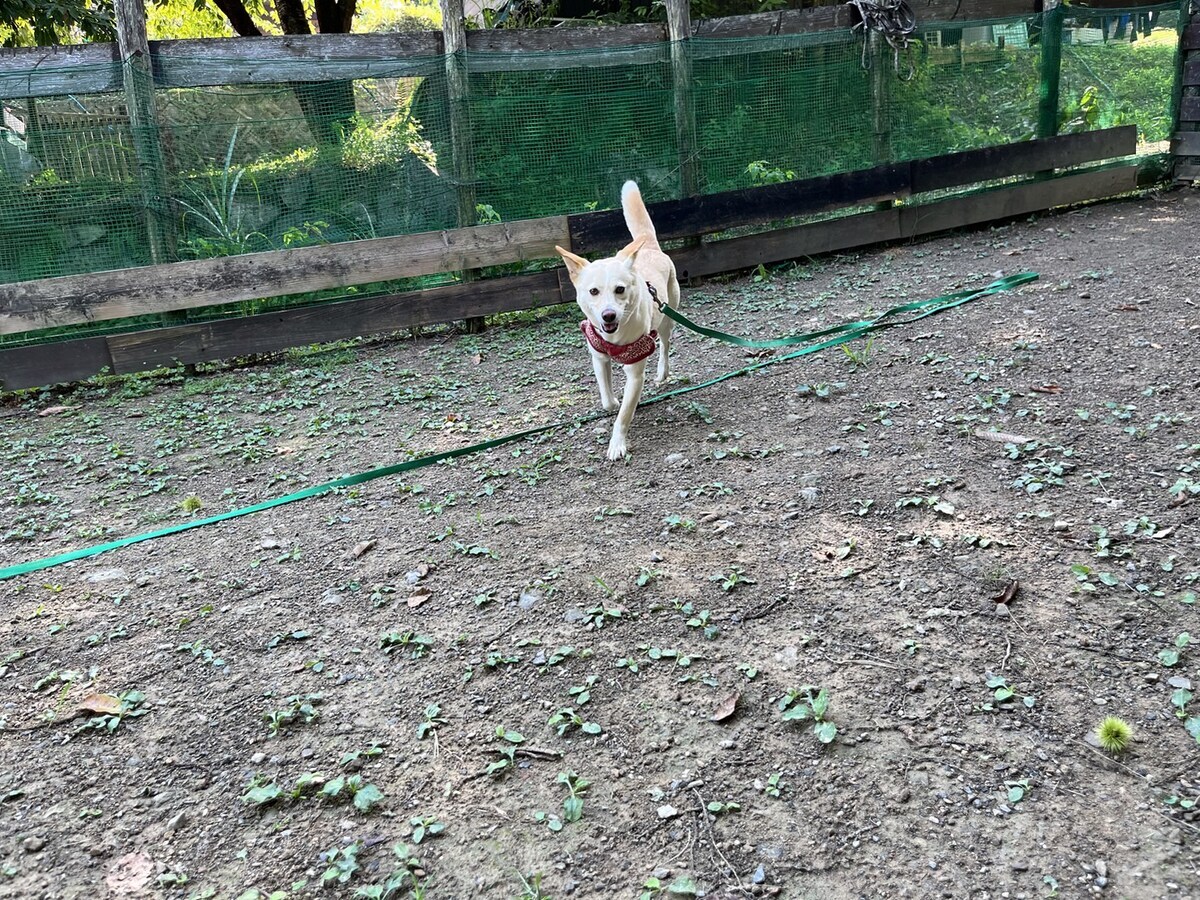 大阪の老犬ホーム