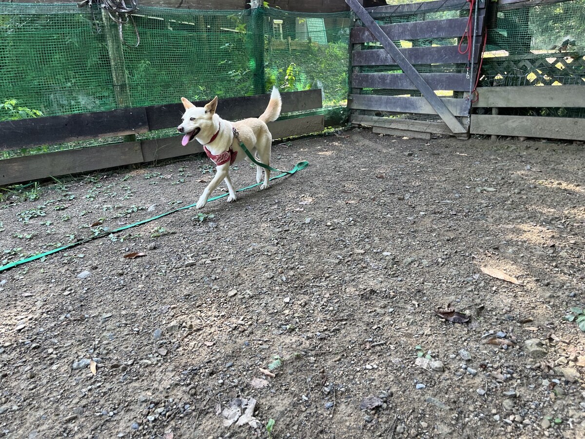 老犬ホーム大阪