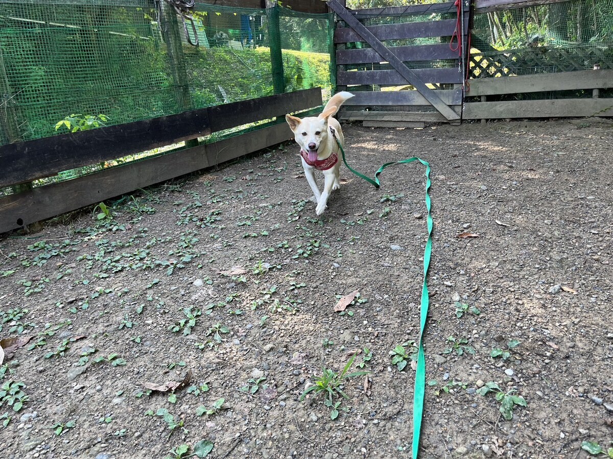 老犬ホームあん